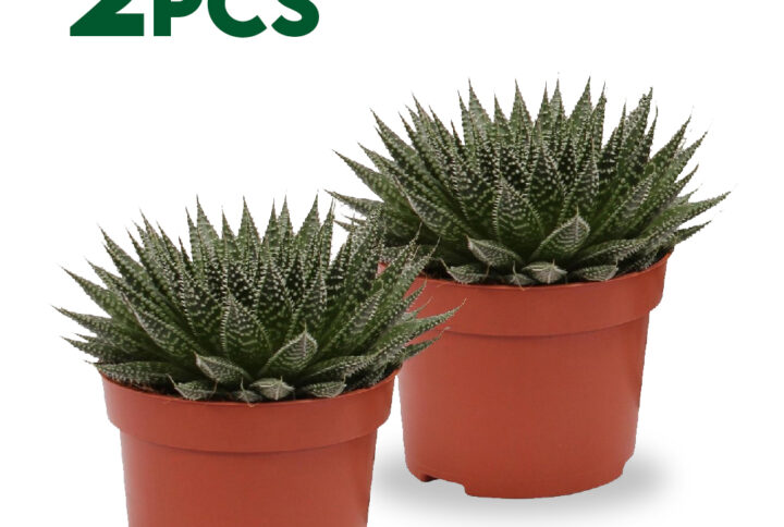 Aloe aristata
