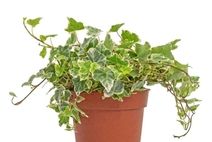 Hedera helix 10cm (english ivy)