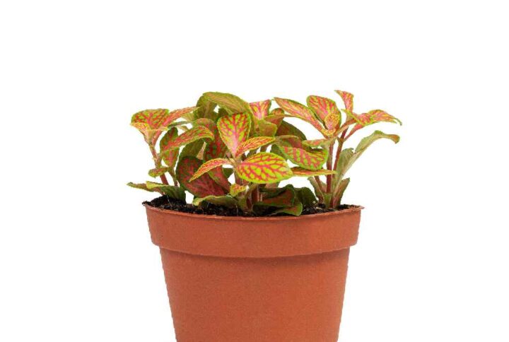 Fittonia joly josan 10cm