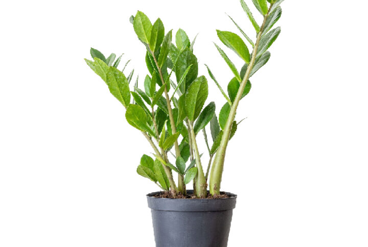 Zamioculcas