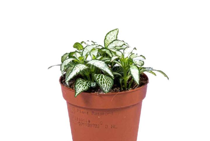 Fittonia mosaic white tiger 20cm