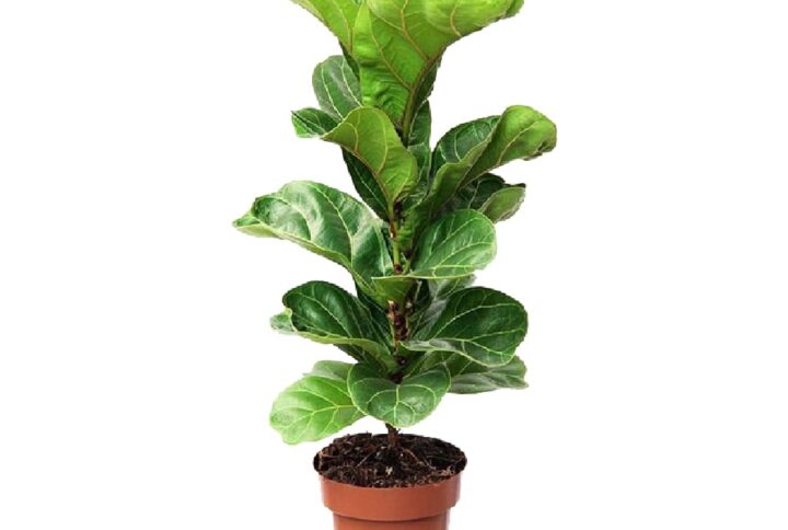 Ficus lyrata 60cm