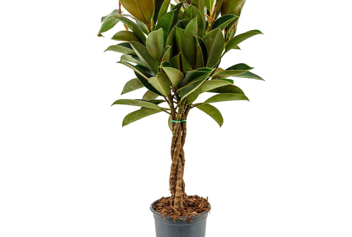 Ficus Elastica
