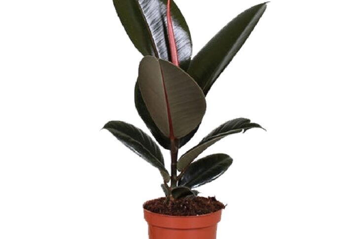 Ficus Elastica Abidjan 15cm