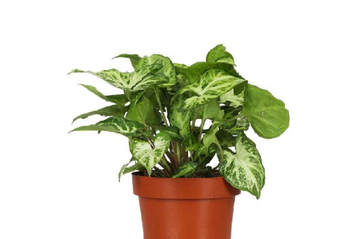 Syngonium arrow 30cm (Arrowhead Butterfly)