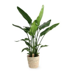 Strelitzia nicolai (free natural basket) 120cm