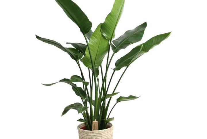 Strelitzia nicolai (free natural basket) 120cm