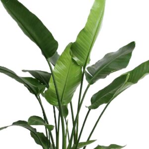 Strelitzia nicolai (free natural basket) 120cm