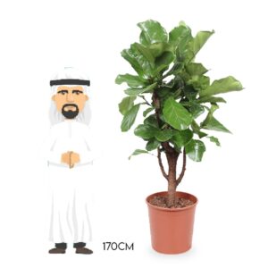 Ficus Lyrata 170cm