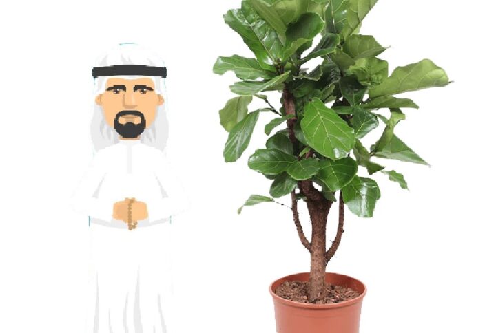 Ficus Lyrata 170cm