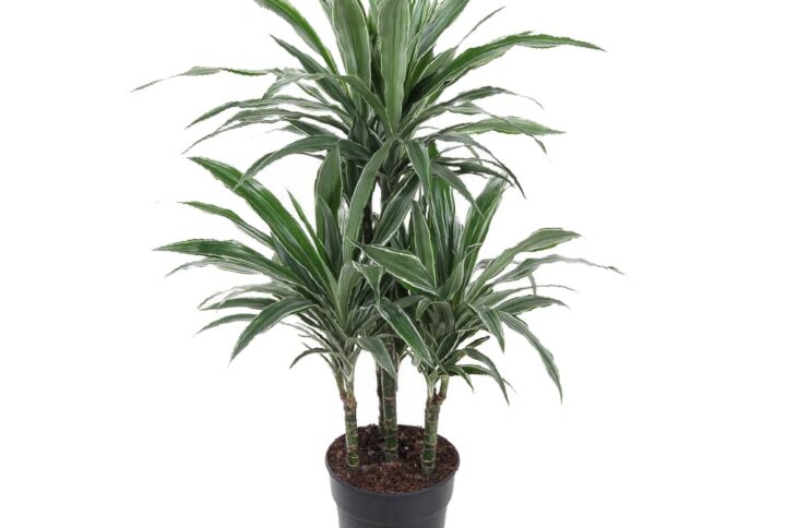 Dracaena Warneckei 45