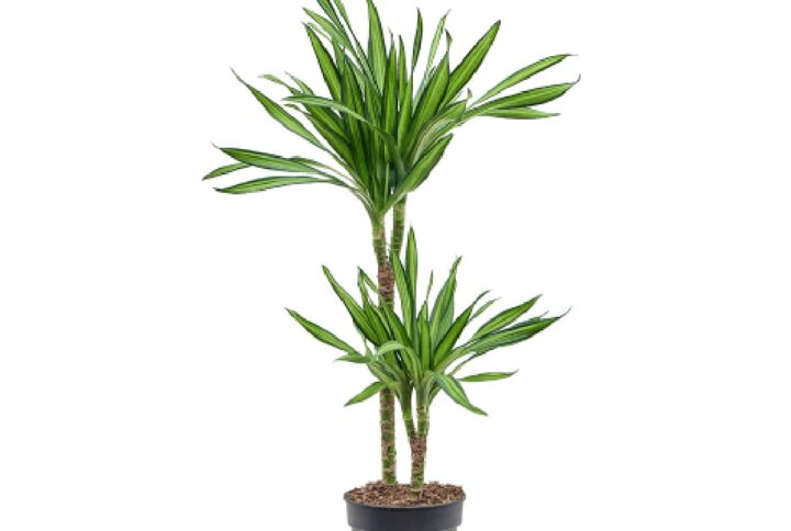 Dracaena riki