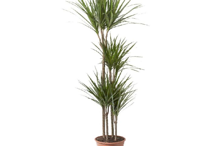 Dracaena-Marginata-90cm