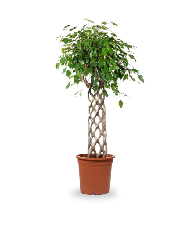 Ficus Benjamina Exotica 120CM (Weeping Fig)