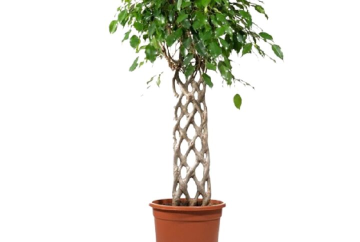Ficus Benjamina Exotica 120CM