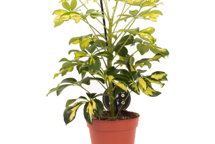 Schefflera Gold 40cm (Umbrella Plant)