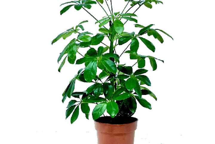 Schefflera 45cm (Umbrella Plant)
