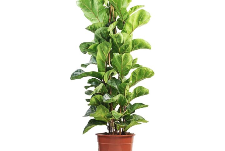 Ficus lyrata bambino