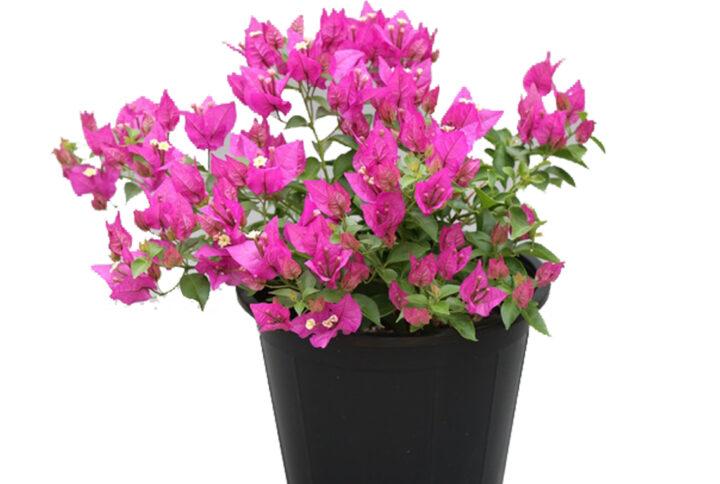 Bougainvillea