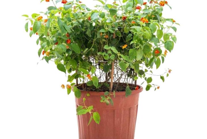 Lantana camara