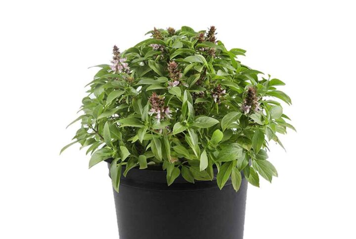 Ocimum Mashmoom (Holy Basil)
