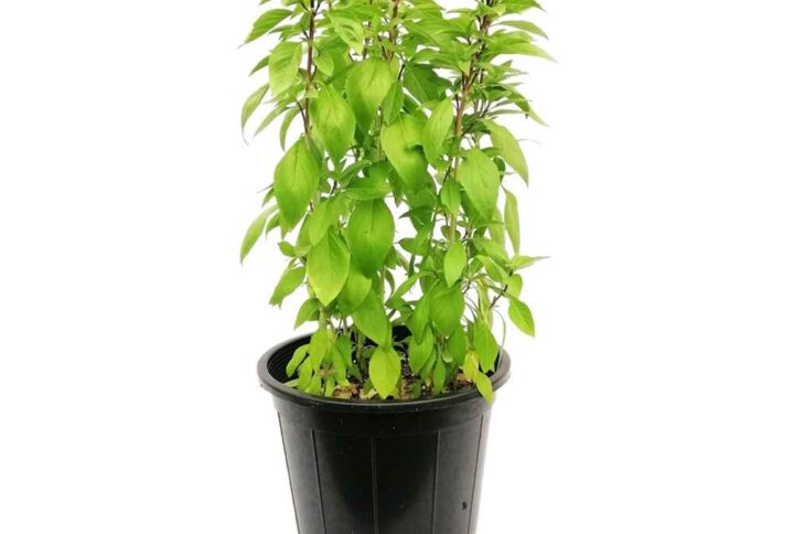 Mashmoom Plant
