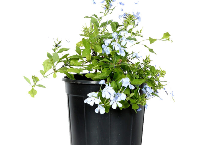 Blue Jasmine