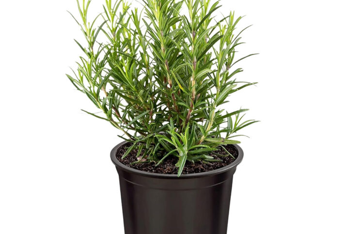 Rosemary (Herb)
