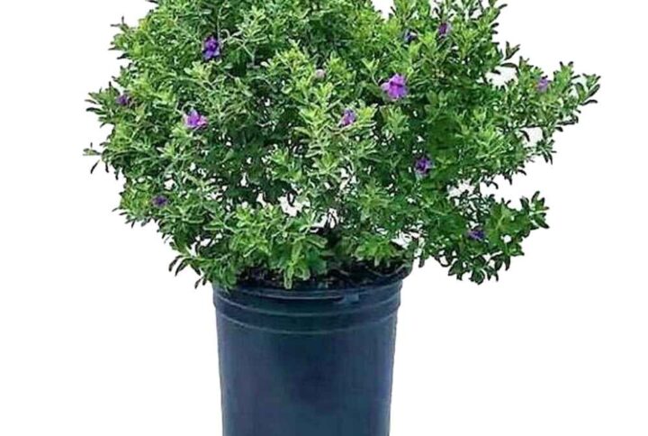 Lucophyllum Plant