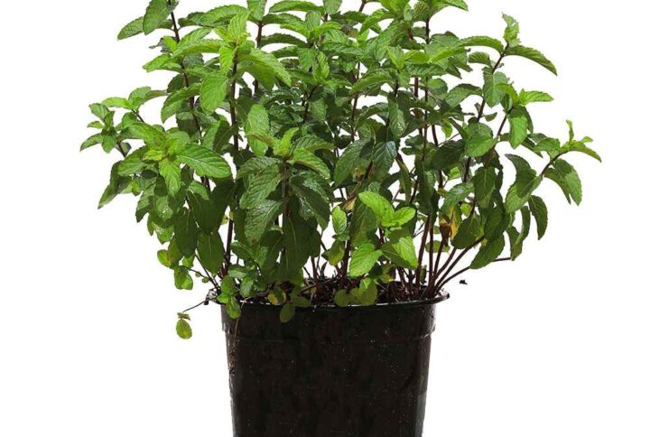 Mint nana Plant