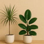 Dracaena Marginata & Ficus Elastica the Indoor Plant Duo Everyone Loves – Here’s Why