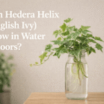 Can Hedera Helix (English Ivy) Grow in Water Indoors?