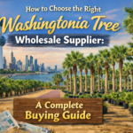 How to Choose the Right Washingtonia Tree Wholesale Supplier: A Complete Buying Guide