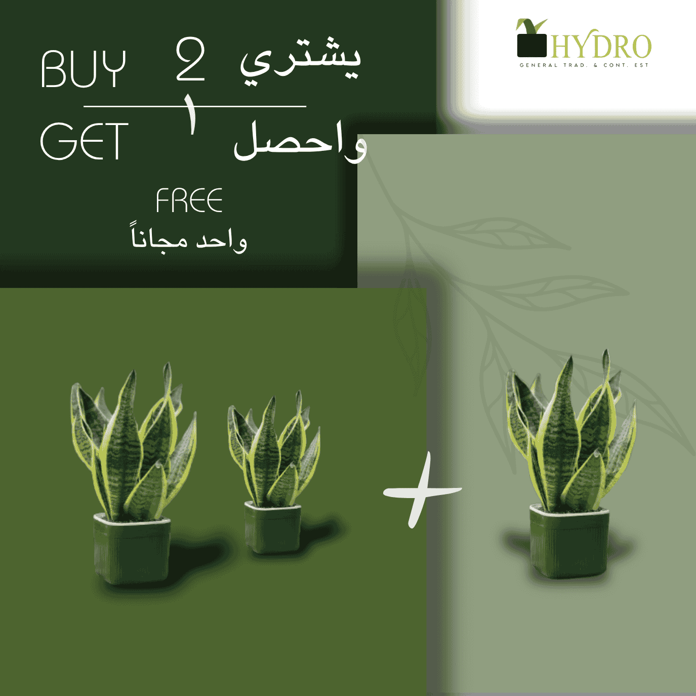 Sensveria 30cm (Snake Plant)