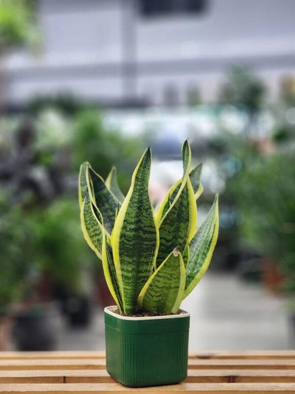 Sensveria 30cm (Snake Plant)
